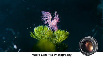 Unseen Worlds: A Deep Dive into the DIVEVOLK Macro Lens PRO +18