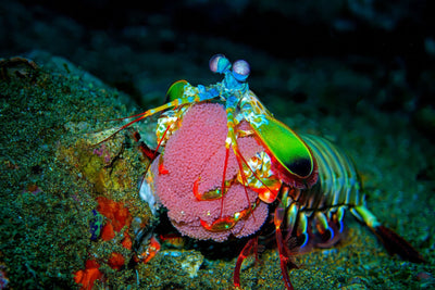 DIVEVOLK's SeaTouch 4 Max Platinum offers aluminum durability, versatile mounting & the signature full underwater touchscreen control. 