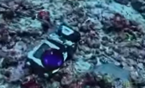 iPhone Survives Months Underwater: Coral-Covered Recovery Story