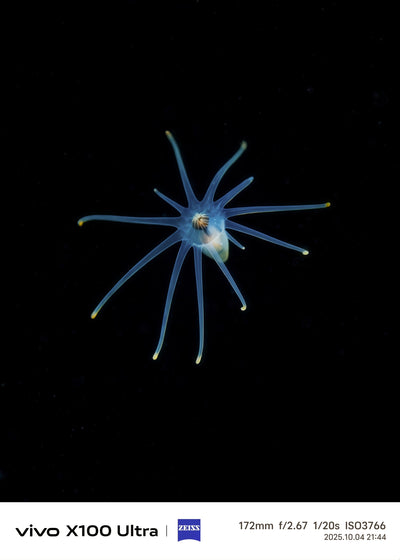 Behind the Lens: "Black Water Hunter" Award-Winning Breakdown