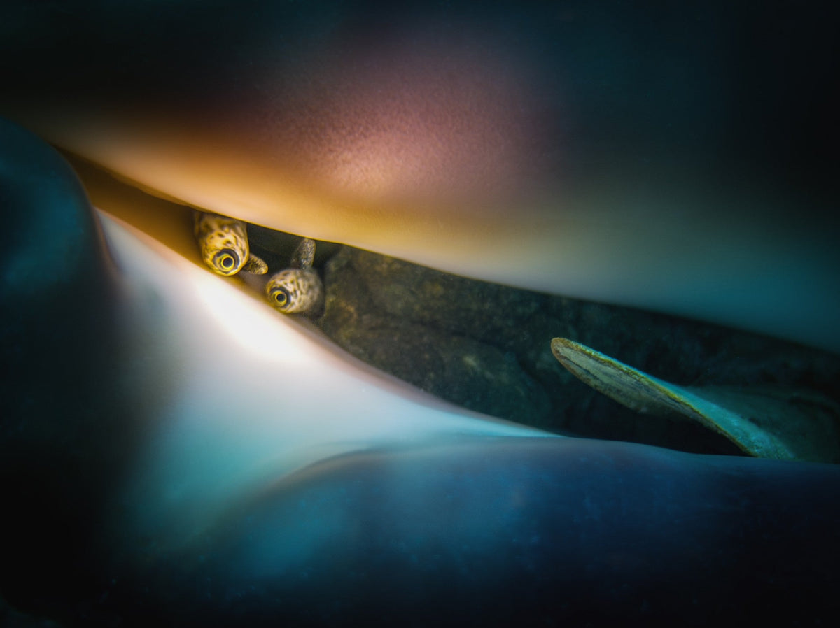 Behind the Shot: Capturing the "Gaze of Cthulhu" in the Maldives