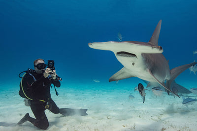 Marine Biologist Jillian: Smartphone Shark Filming