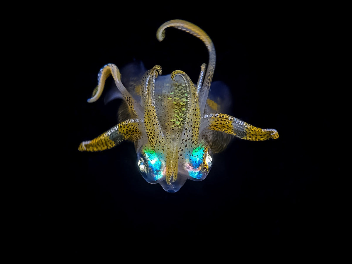 “My Underwater Mobile Adventure” on RED: Contest Recap & Winner Highlights