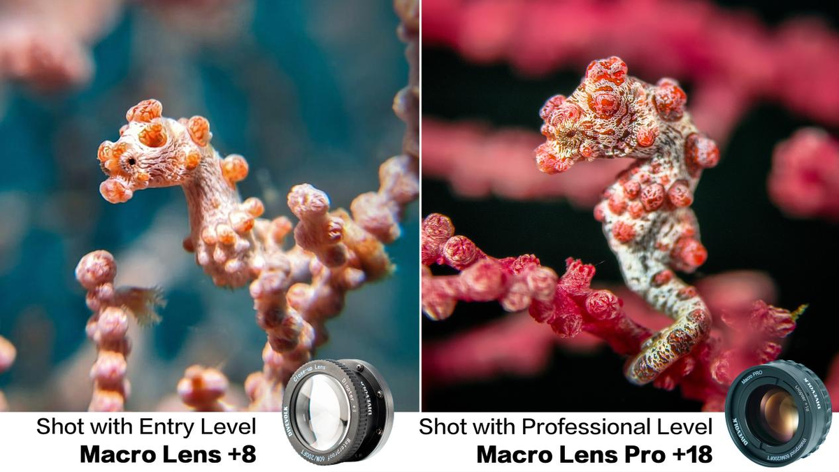 Choosing a DIVEVOLK Macro Lens: Guide to the +8 & Pro +18