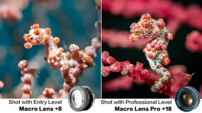 Choosing a DIVEVOLK Macro Lens: Guide to the +8 & Pro +18