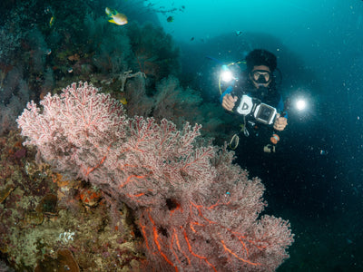 diver camera gear reef