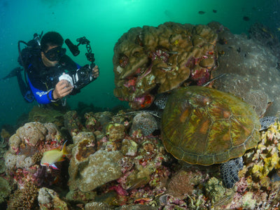 diver smartphone housing sea turtle