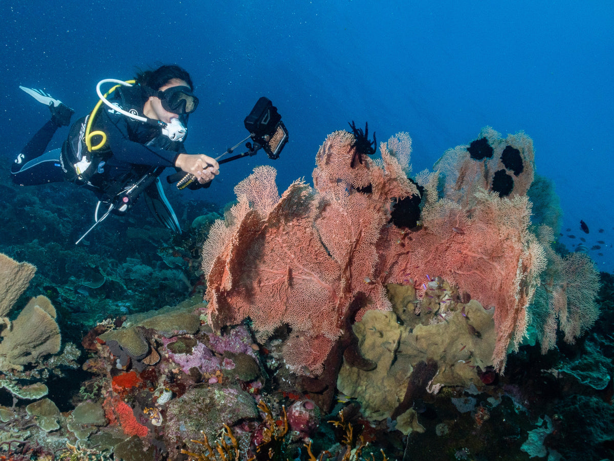 fjord diver cold water coral