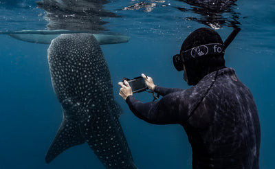 whale shark diver scale
