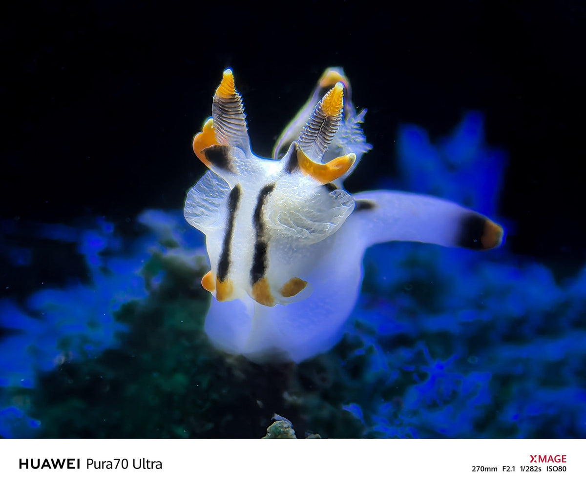 Behind the Shot: Mastering Mobile Macro Photography with the Pikachu Nudibranch