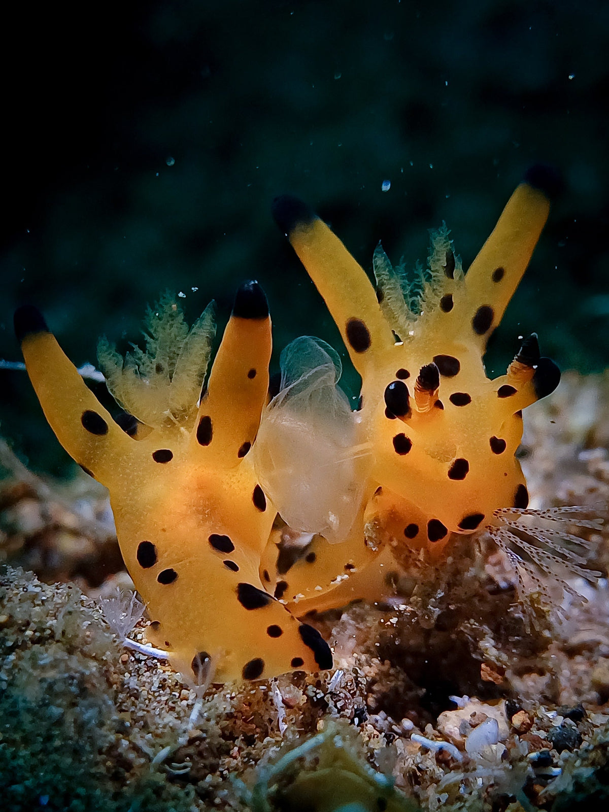 DIVEVOLK Celebrates the Winners of OGPICOTY 2025!