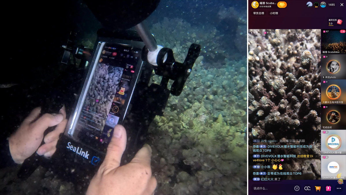 30 Days Under the Sea: Witnessing Shenzhen's Coral Spawning Live with DIVEVOLK SeaLink!