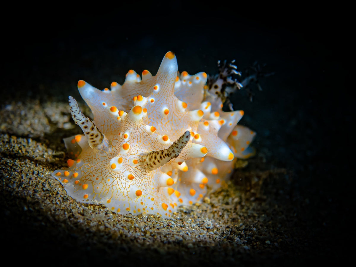 How the “World-Traveling Magician” Captured the Award-Winning "Sand Sea Orange Star"