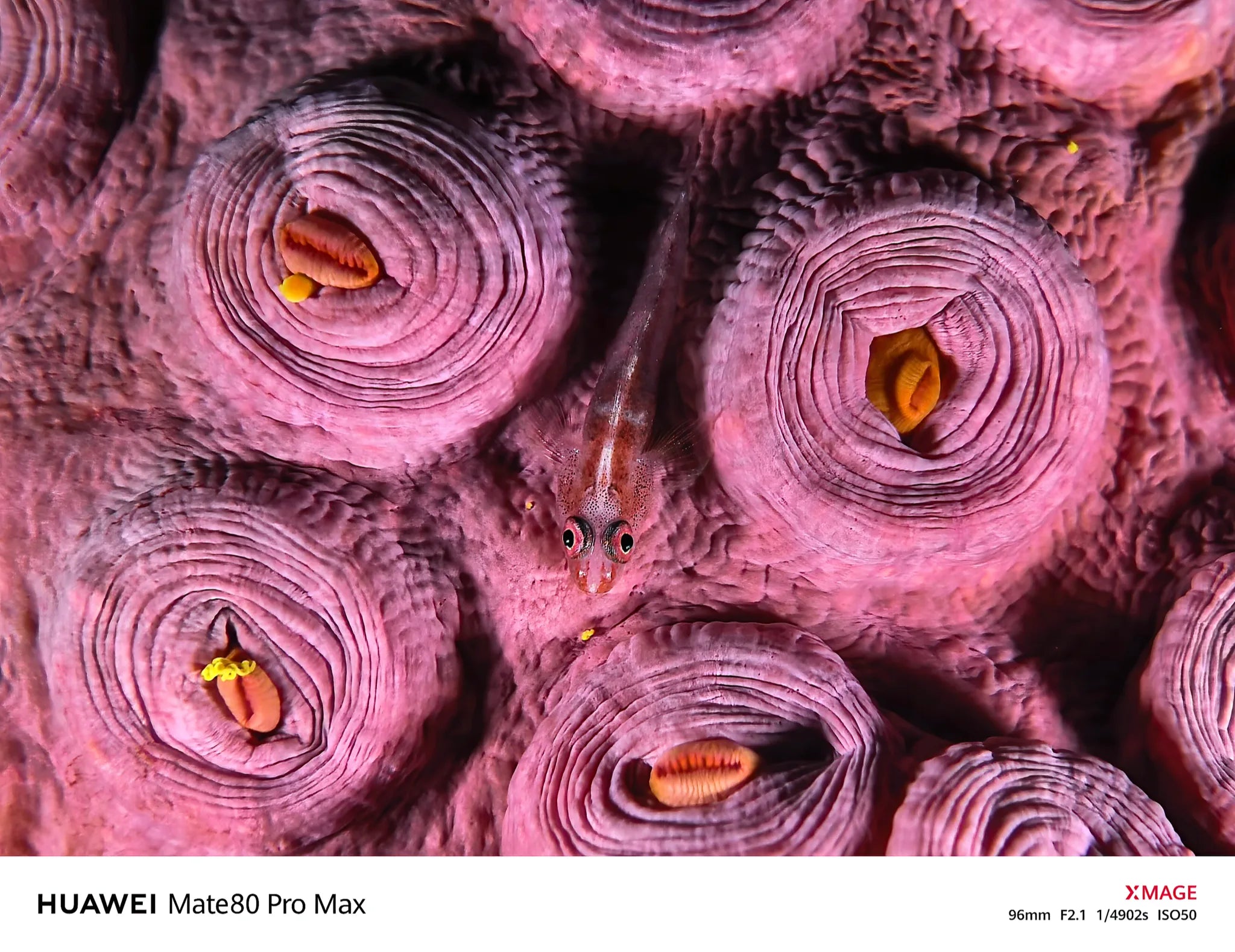 alien garden goby pink tube corals smartphone macro