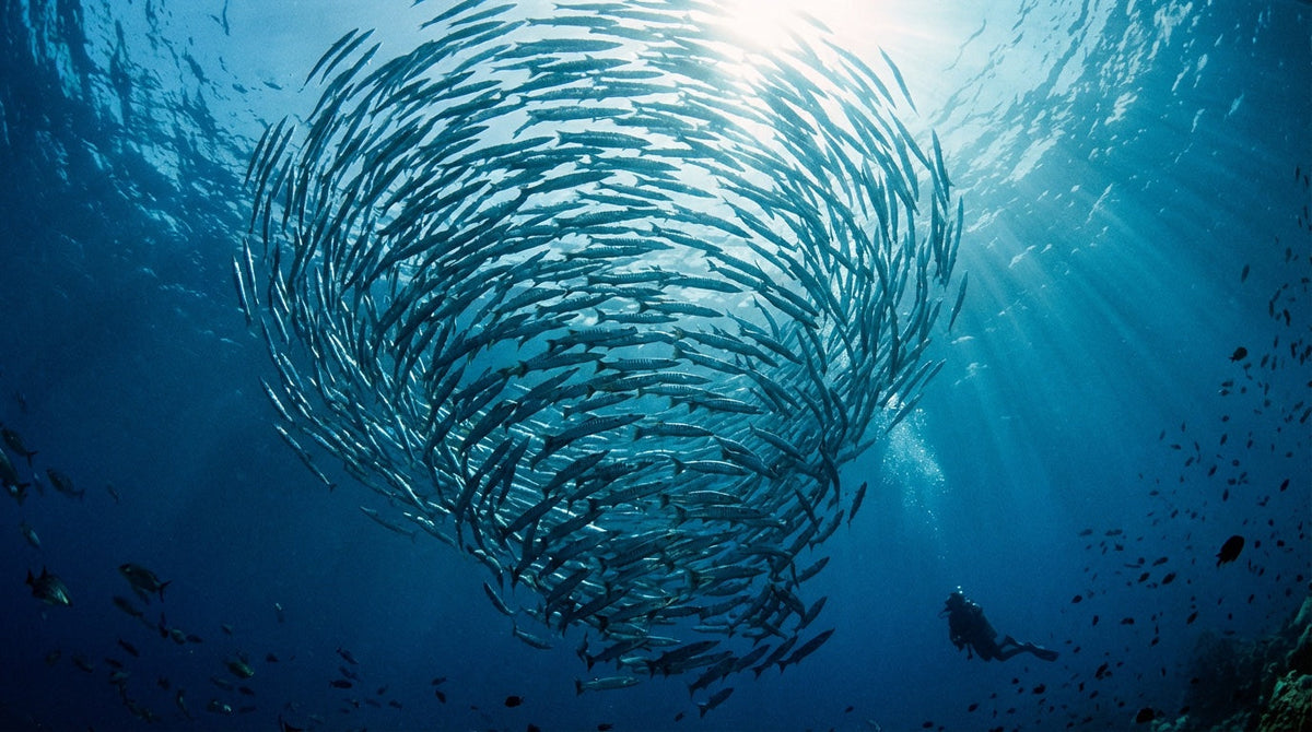 Barracuda tornado vortex at Sipadan Island with diver silhouette