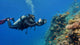 citizen science diver reef documentation