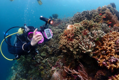 diver divevolk housing coral reef photography