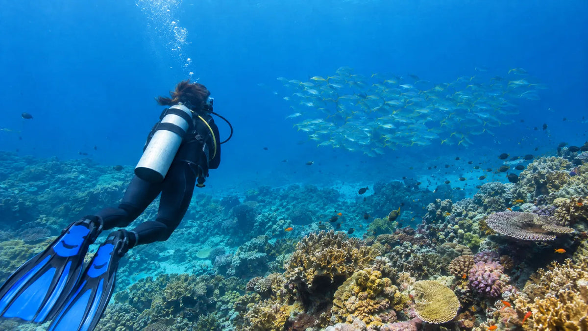 Scuba diver observing a school of fish over a coral reef from a distance