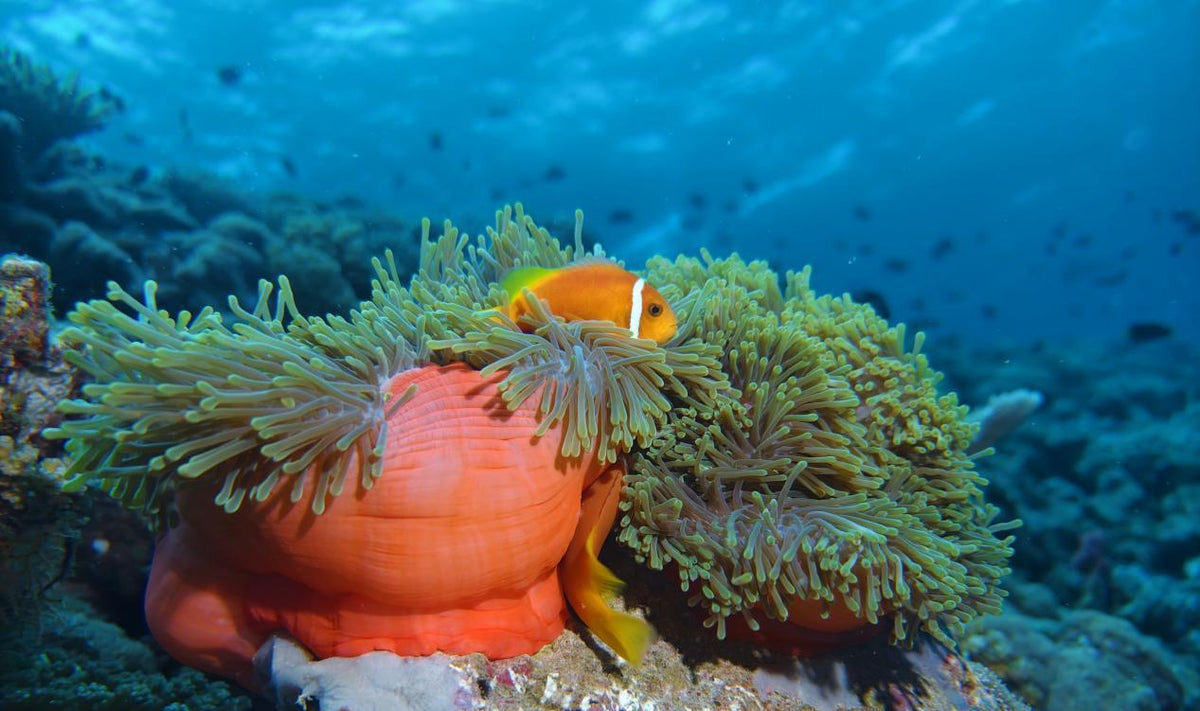 vibrant underwater scene with marine life and coral formations