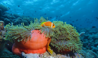 vibrant underwater scene with marine life and coral formations