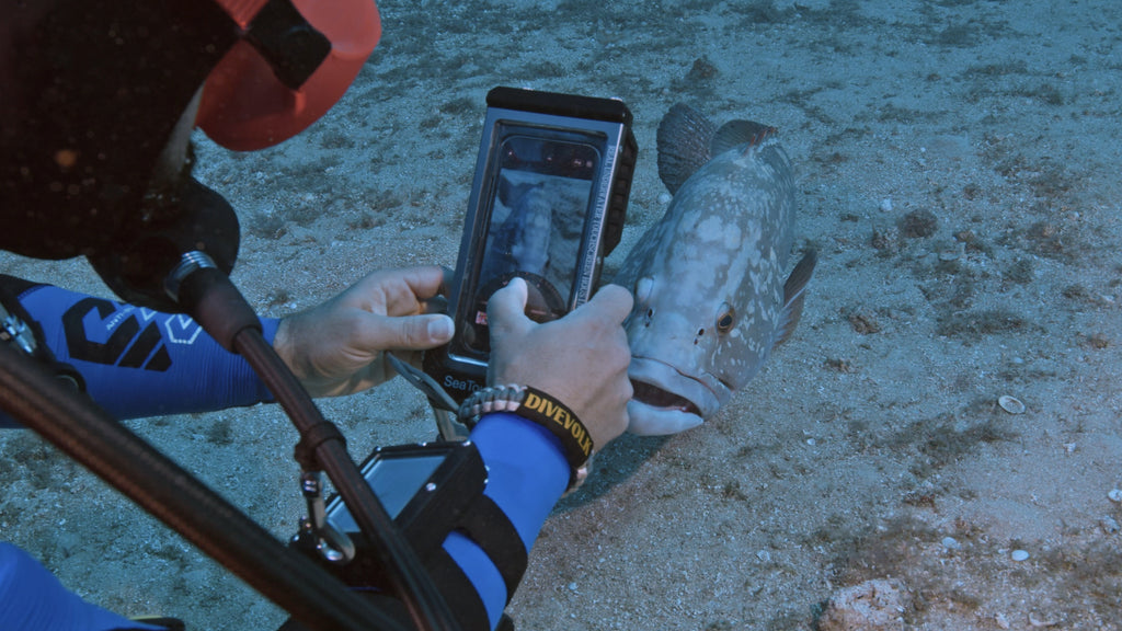 Diver using DIVEVOLK SeaTouch 4 Max touchscreen underwater to photograph a grouper fish
