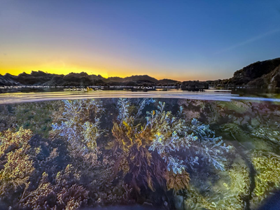 DIVEVOLK Dome Port: Your Guide to Stunning Over-Under Smartphone Photos