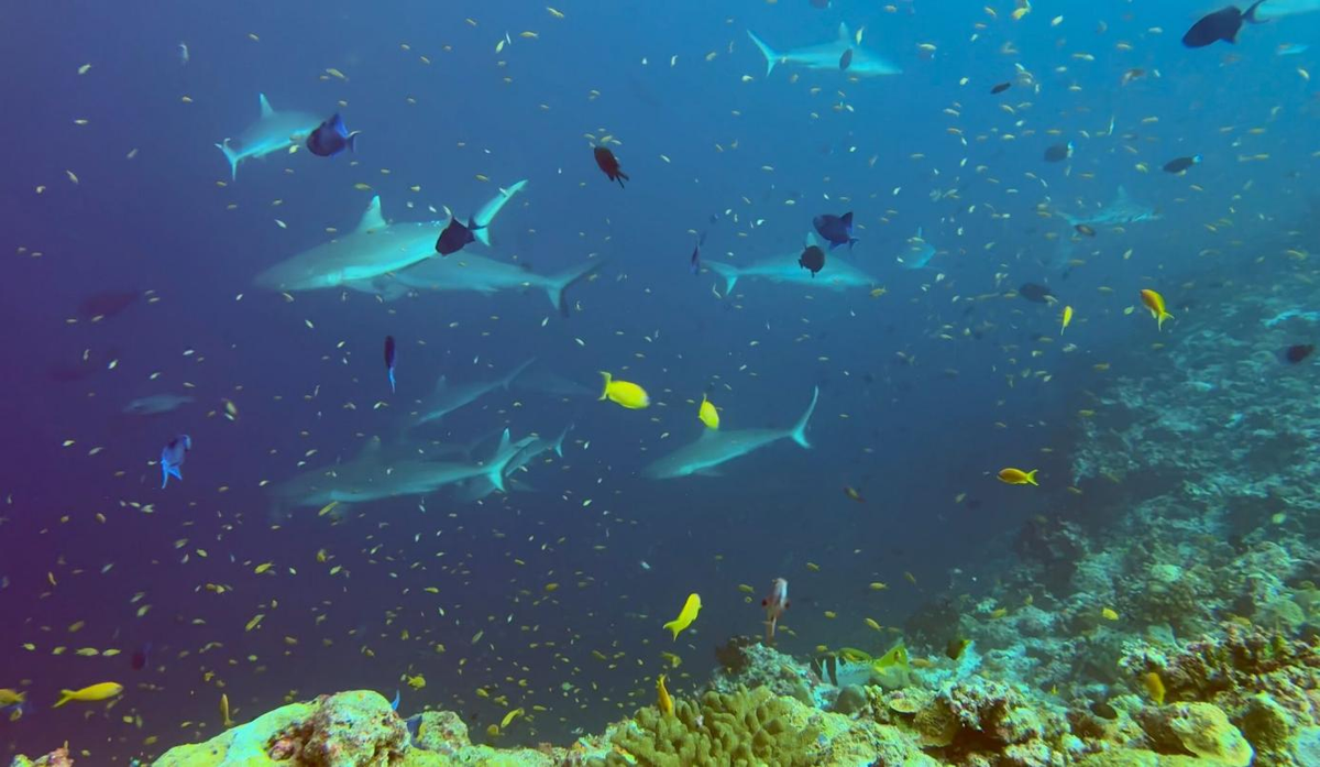 Filming Sharks with a Smartphone: A Real-World SeaTouch 4 Max Review from the Maldives