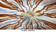 First place macro image of an anemone shot on an iPhone in a DIVEVOLK SeaTouch 4 Max housing