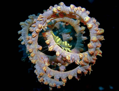 The Touchscreen Advantage: 5 Ways DIVEVOLK Unlocks Pro-Level Underwater Macro Photography