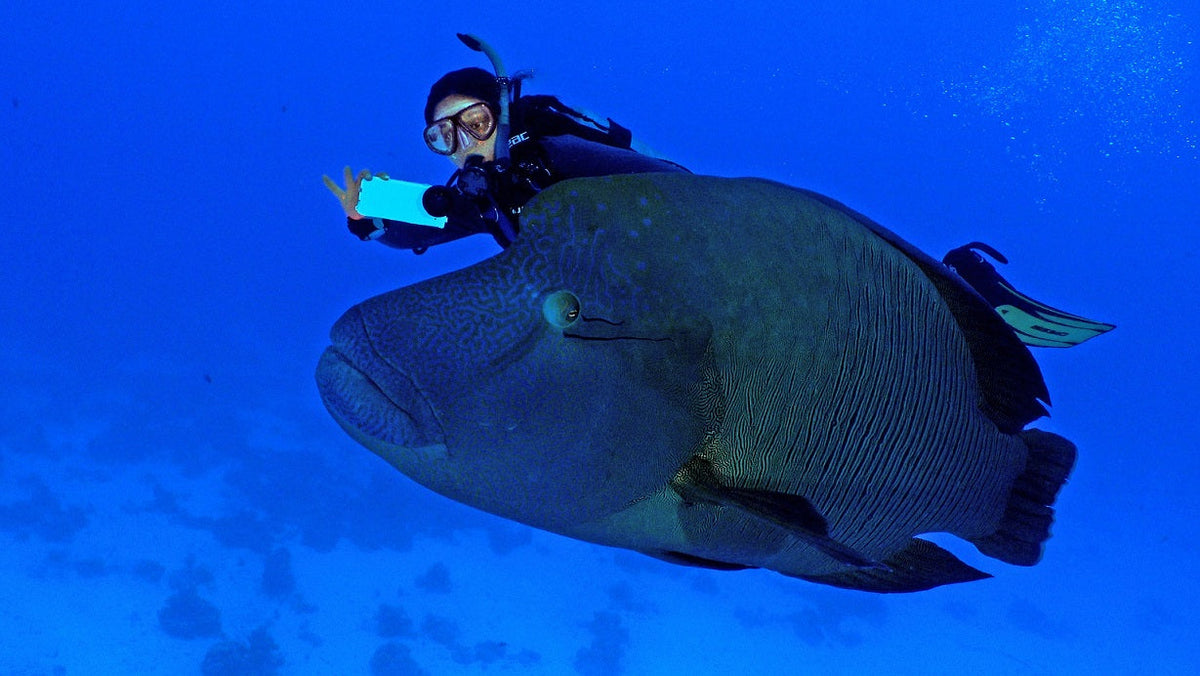 Pictures from DIVEVOLK Users [2019]