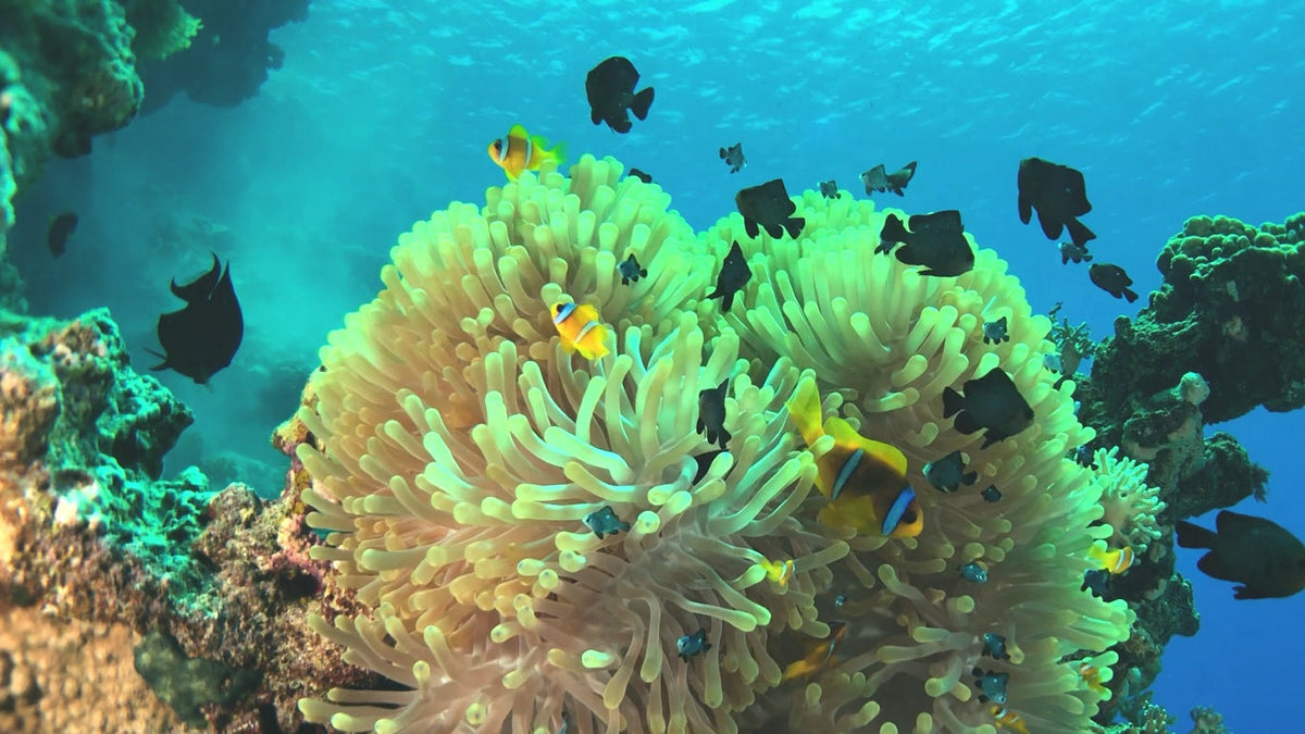 DIVEVOLK user showcase