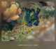 leaf sheep sea slug sanya reef