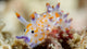 macro nudibranch shallow depth of field
