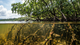 mangrove forest underwater roots fish
