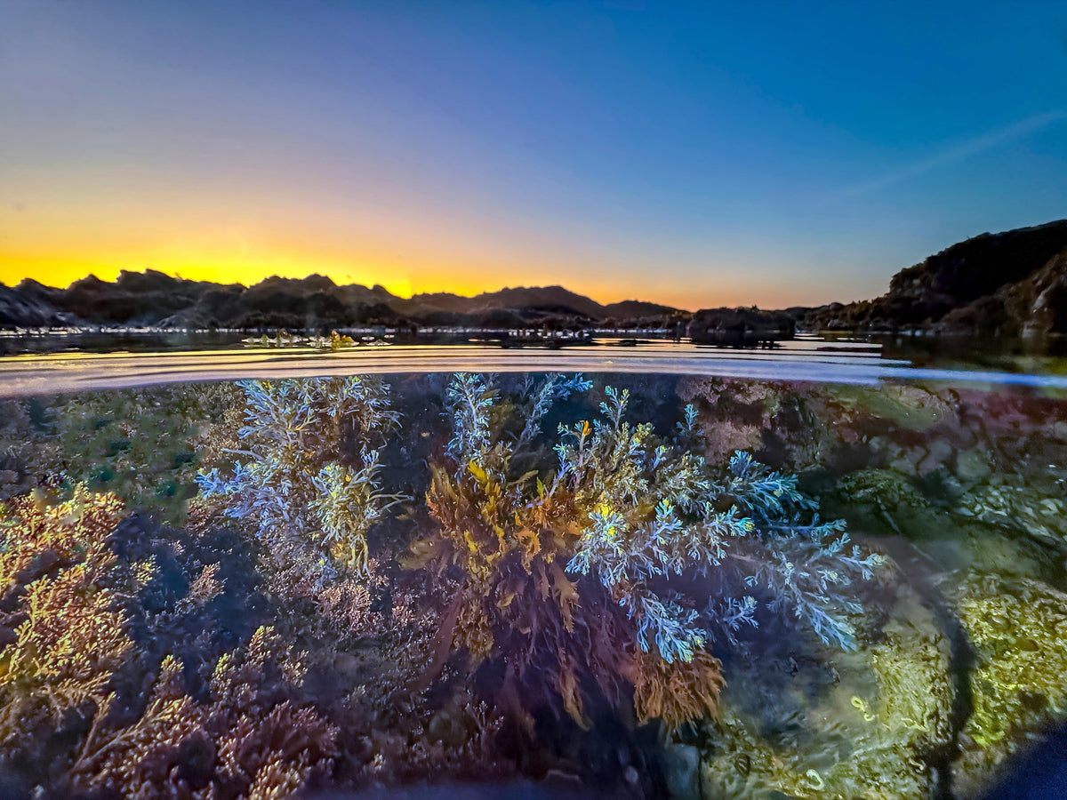 Martin Stevens's Perspective: My Underwater Adventures with a DIVEVOLK iPhone Housing