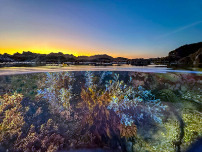 Martin Stevens's Perspective: My Underwater Adventures with a DIVEVOLK iPhone Housing