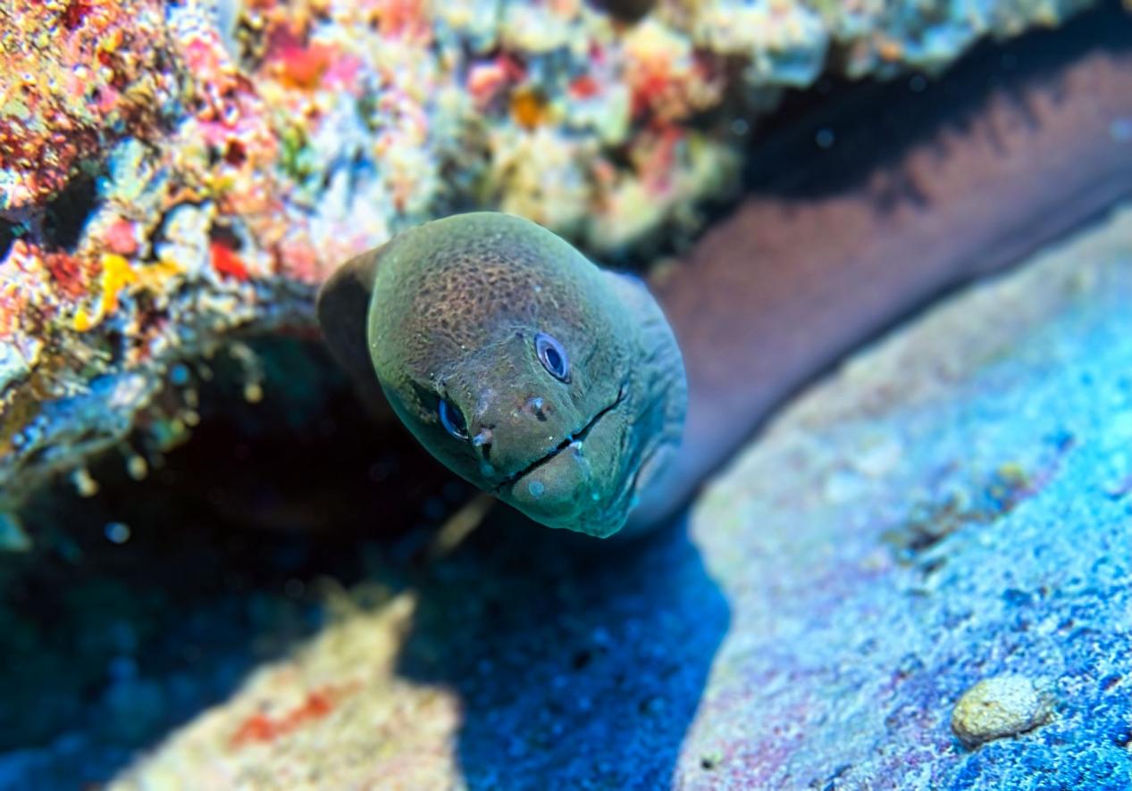 Macro photo of a moray eel taken with a smartphone in a DIVEVOLK housing