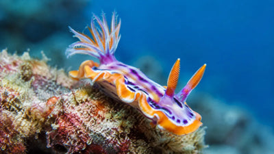 Macro photo of a colorful nudibranch on coral