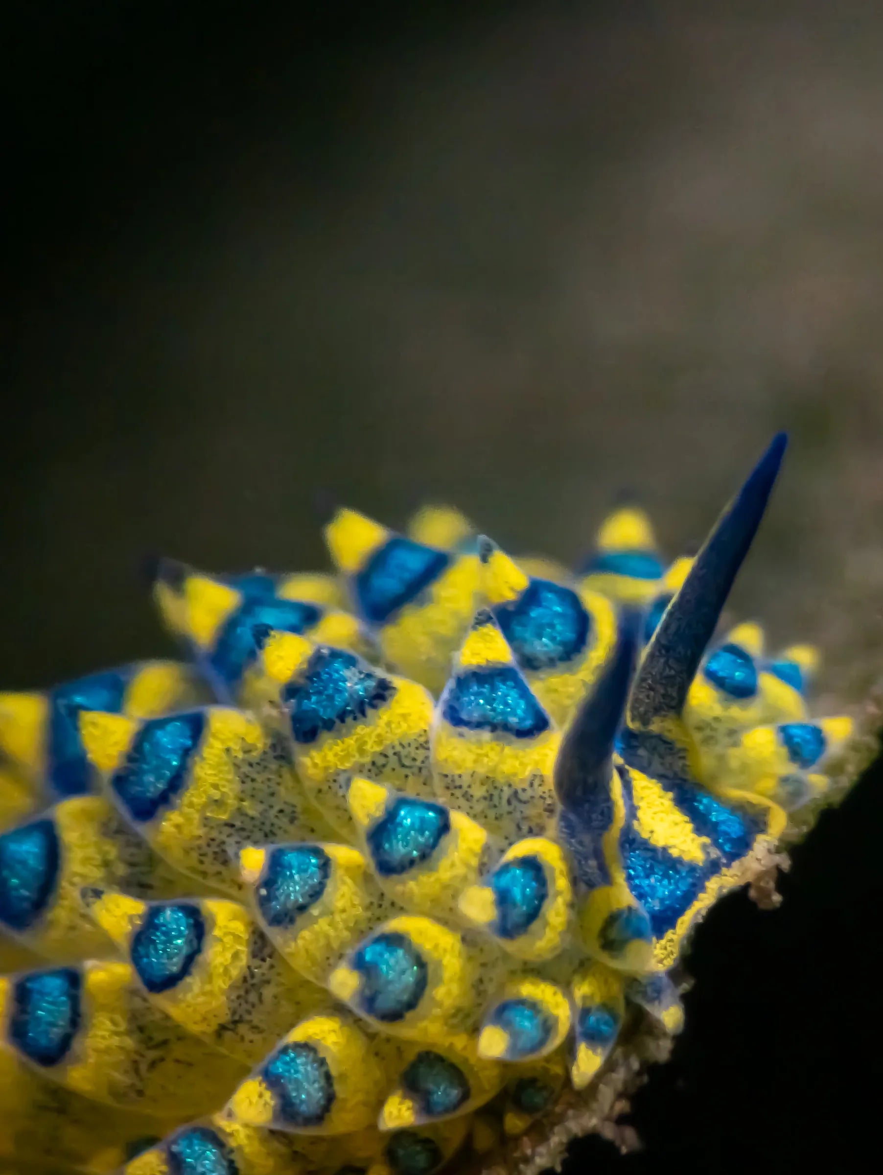 pixel 10 yellow blue nudibranch macro