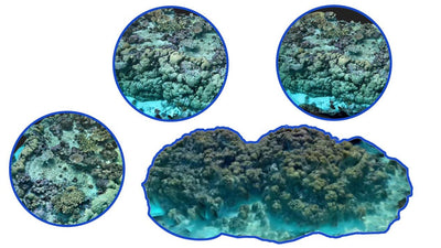 Underwater 3D mapping with Polycam and DIVEVOLK housing