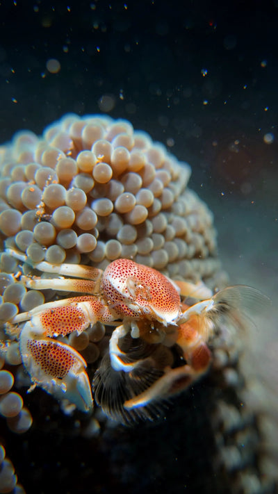 porcelain crab filter feeding anemone