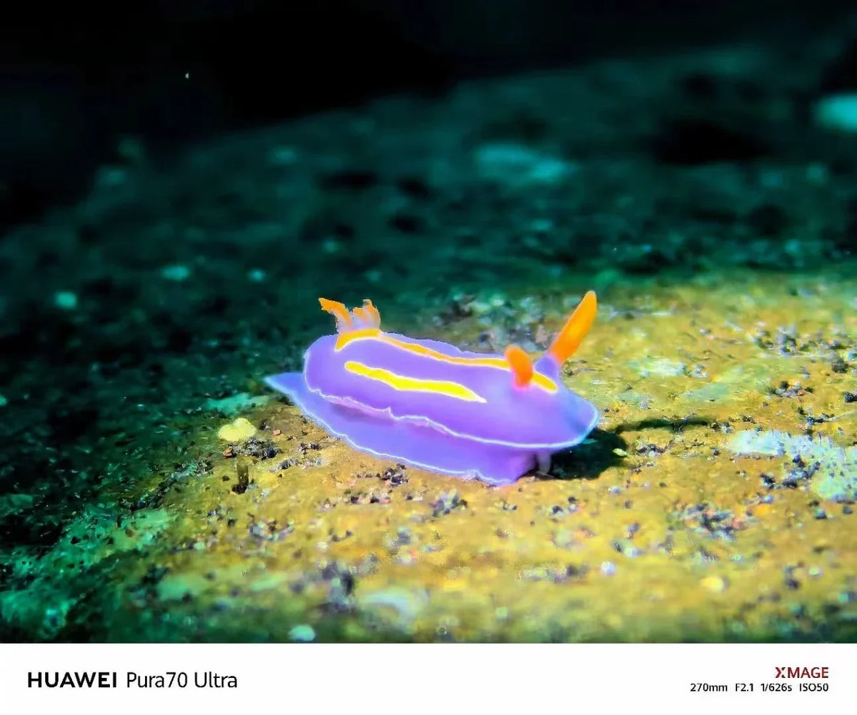 Purple nudibranch with yellow stripes and orange rhinophores on a reef rock, photographed underwater with a smartphone in a DIVEVOLK housing and macro lens