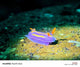 Purple nudibranch with yellow stripes and orange rhinophores on a reef rock, photographed underwater with a smartphone in a DIVEVOLK housing and macro lens