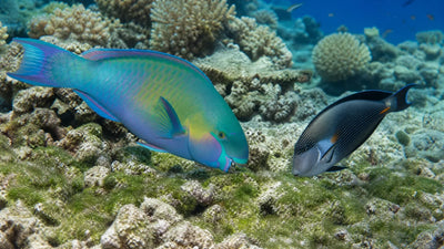 red sea reef overfishing balance