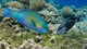 red sea reef overfishing balance