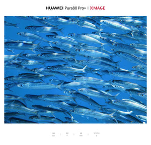 sardine school blue water dive site