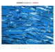 sardine school blue water dive site