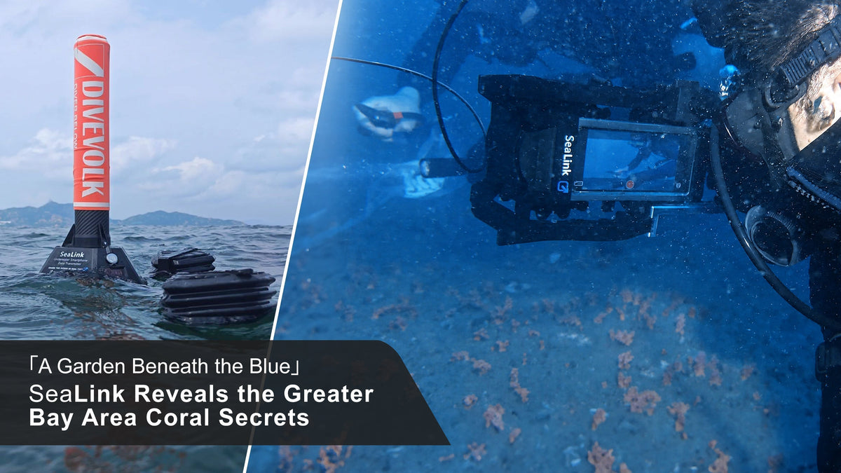 DIVEVOLK SeaLink reveals Greater Bay Area coral secrets during Southern Television's Sanmen Island coral livestream