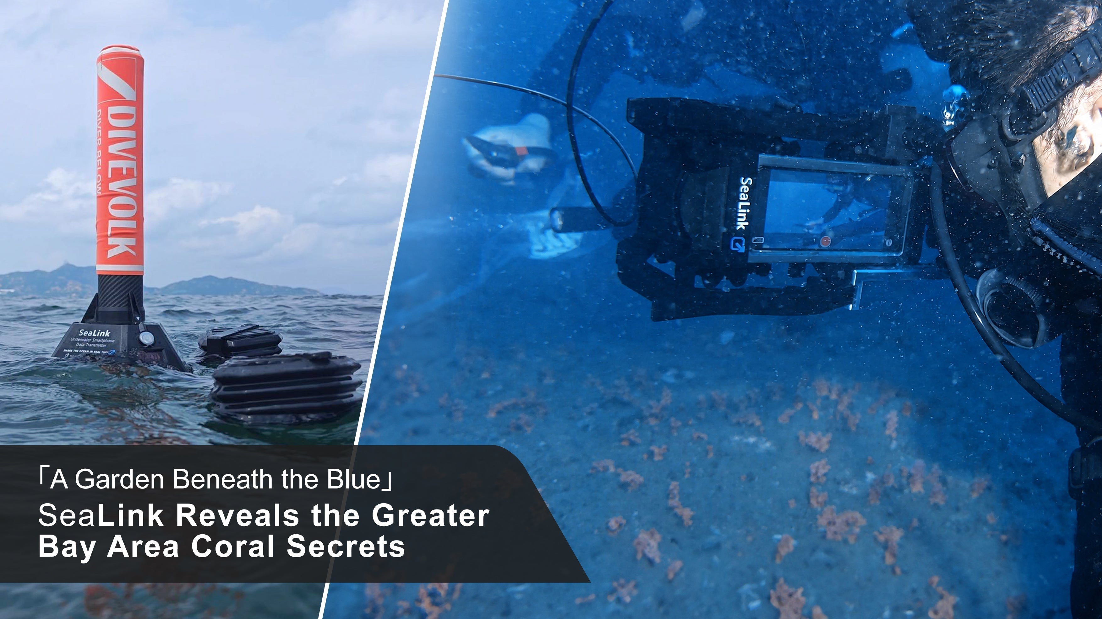 DIVEVOLK SeaLink reveals Greater Bay Area coral secrets during Southern Television's Sanmen Island coral livestream