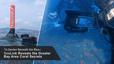 DIVEVOLK SeaLink reveals Greater Bay Area coral secrets during Southern Television's Sanmen Island coral livestream